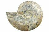 Cut & Polished Ammonite Fossil (Half) - Madagascar #347542-1